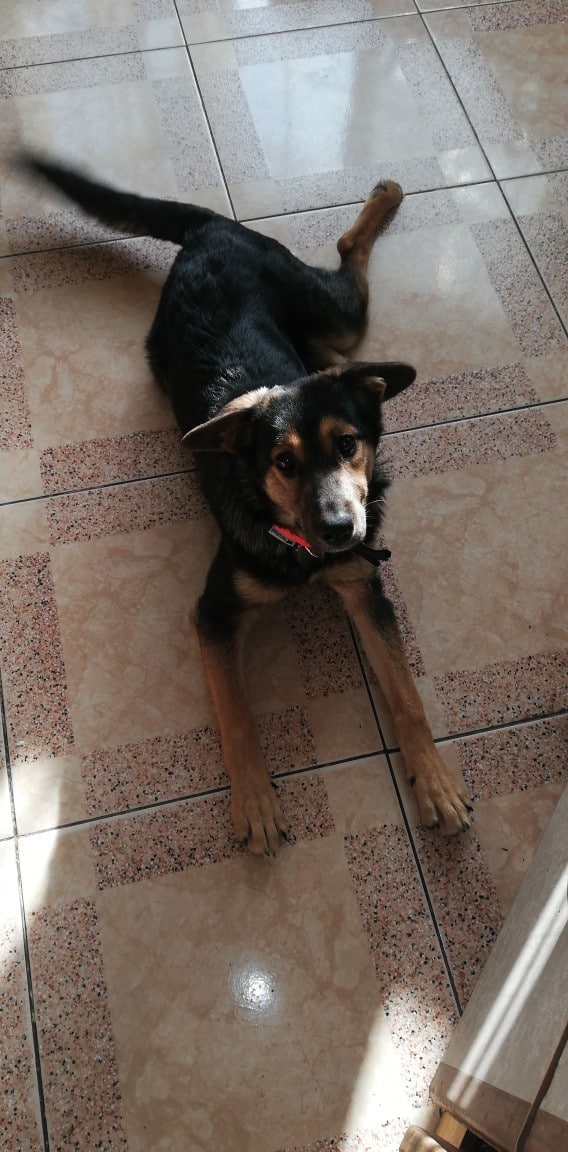 собака в доме