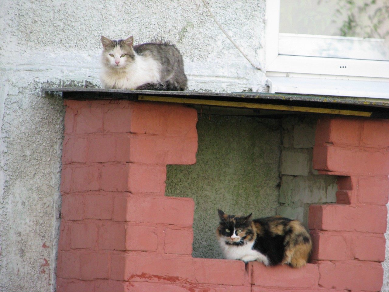 Знает кошка. Соседка кошка. Фотографии кошки снюсоедки. Картинка вредный сосед с кошками. Какие кошки приживутся к дому.