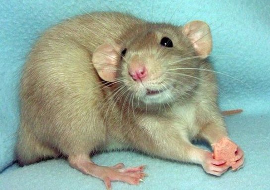 Картинки по запросу крысы умеют смеяться