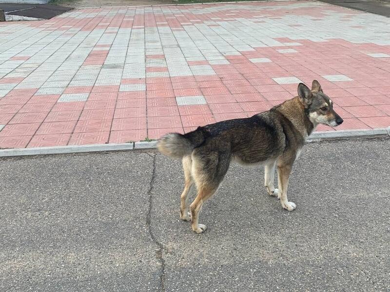 Отлов бездомных собак продолжается в Чите