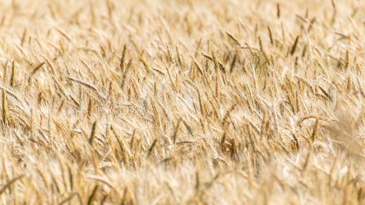 Европа пообещала помочь Украине с вывозом зерна на продажу Экономика