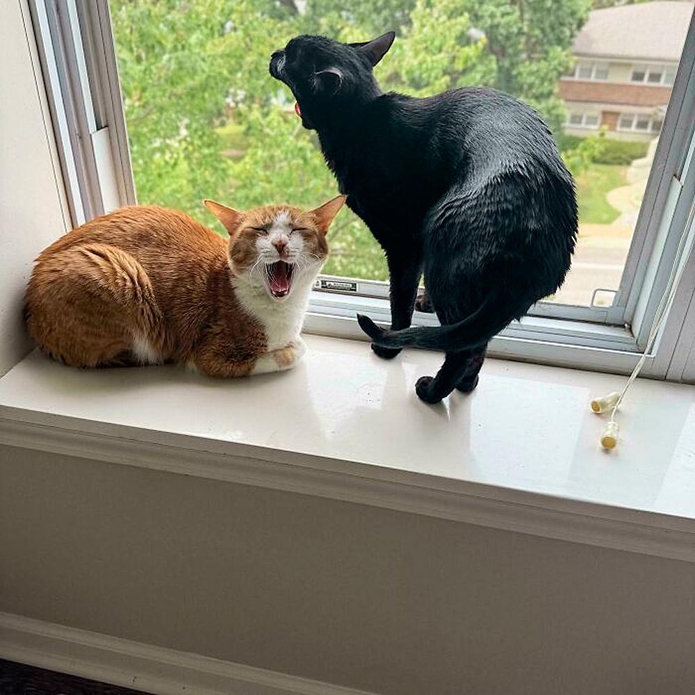 Очень смешные коты, которые собрались на совещание  evergreen,format-article,noindex,Развлечения