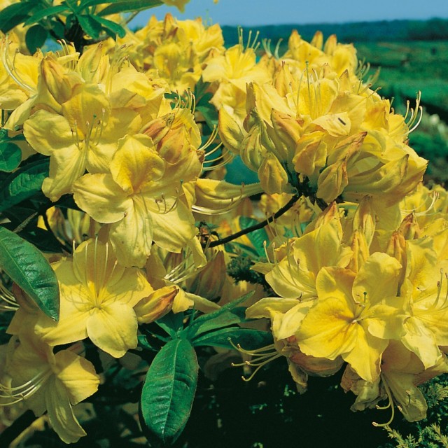 Рододендрон желтый, сорт 'Golden Sunset'