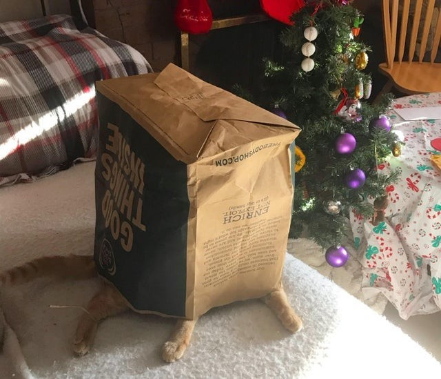 10 фото, к которым нужно как следует приглядеться, чтобы найти котика 10 фото, к которым нужно как следует приглядеться, чтобы найти котика