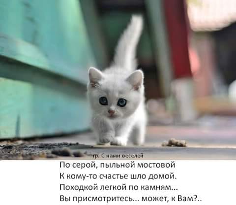 Муркотушки! демотиваторы,животные,позитив,Смешные животные