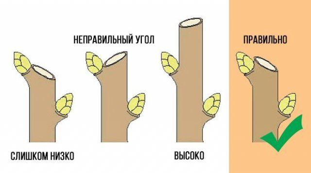 весенняя обрезка на почку