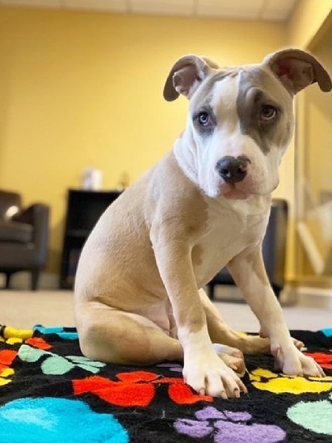 Щенок обиделся