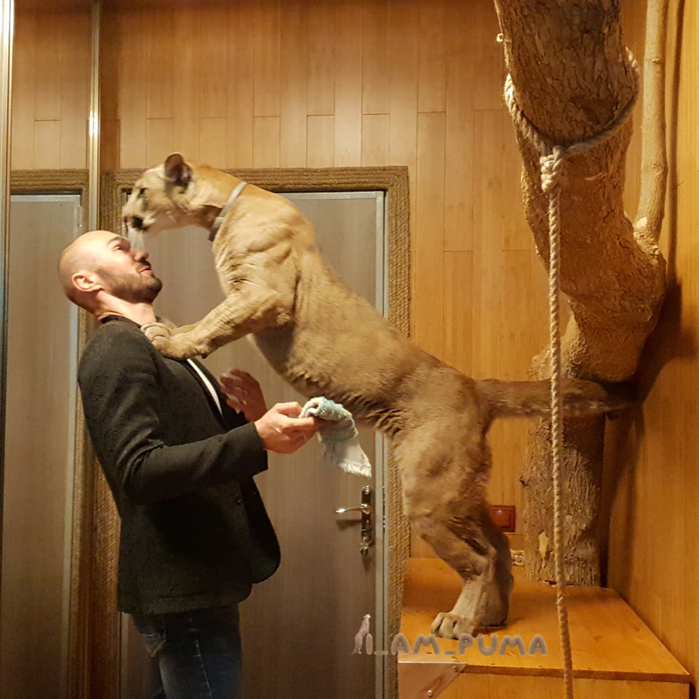 Пара забрала пуму из саранского контактного зоопарка и превратила её в разбалованного домашнего кота Пара забрала пуму из саранского контактного зоопарка и превратила её в разбалованного домашнего кота животные