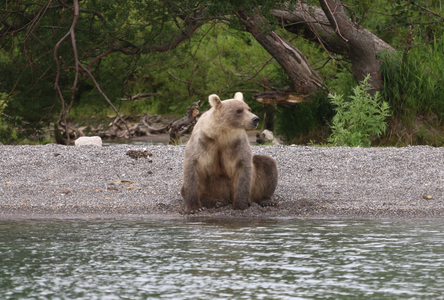 Камчатка. Часть 2. Медведи на планете вулканов. 