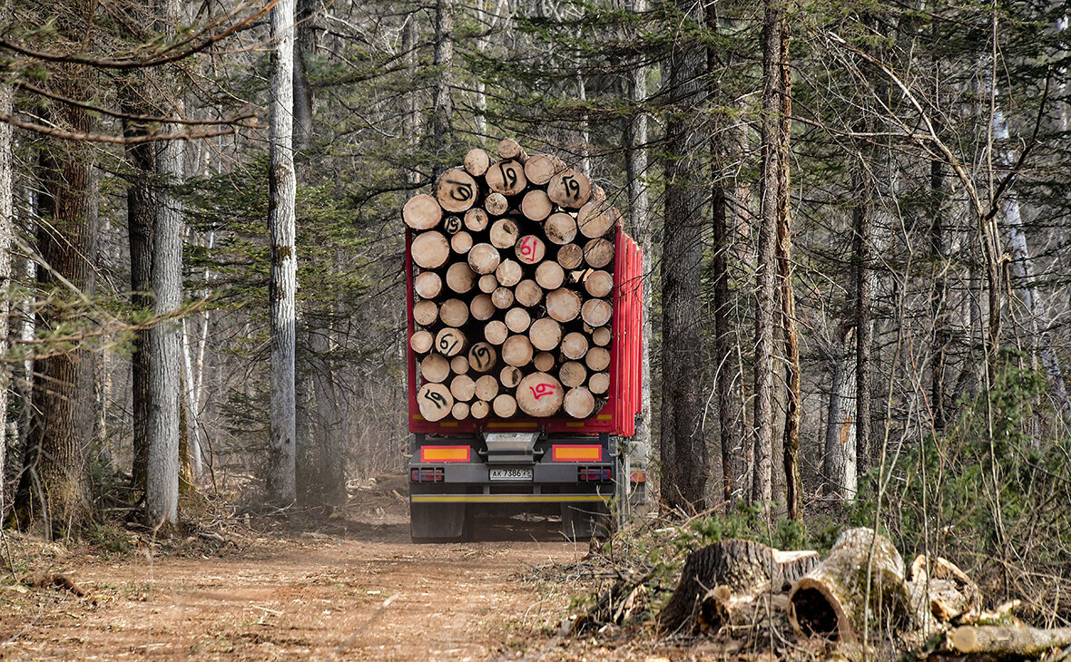 ВТО "запретила запрещать" экспорт русского леса, но Россия поступила хитро