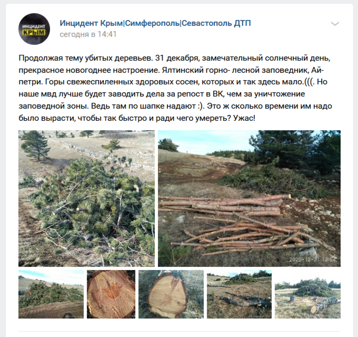 В Крыму хитрые торговцы выбросили на улицу десятки нераспроданных елок
