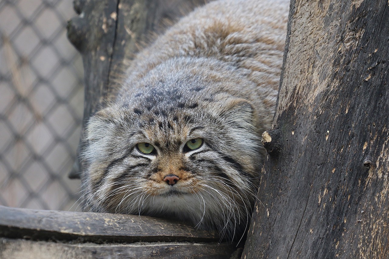 кот в зоопарке манул