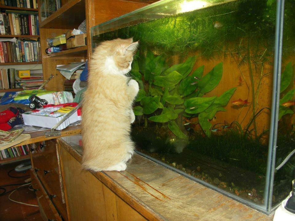 У каждого кота свой телевизор не всё так грустно