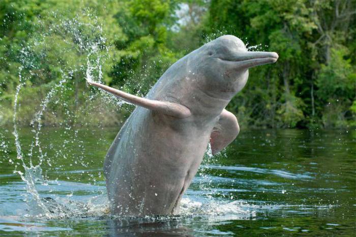 Исчезающие виды животных: китайский речной дельфин  (байцзи) 