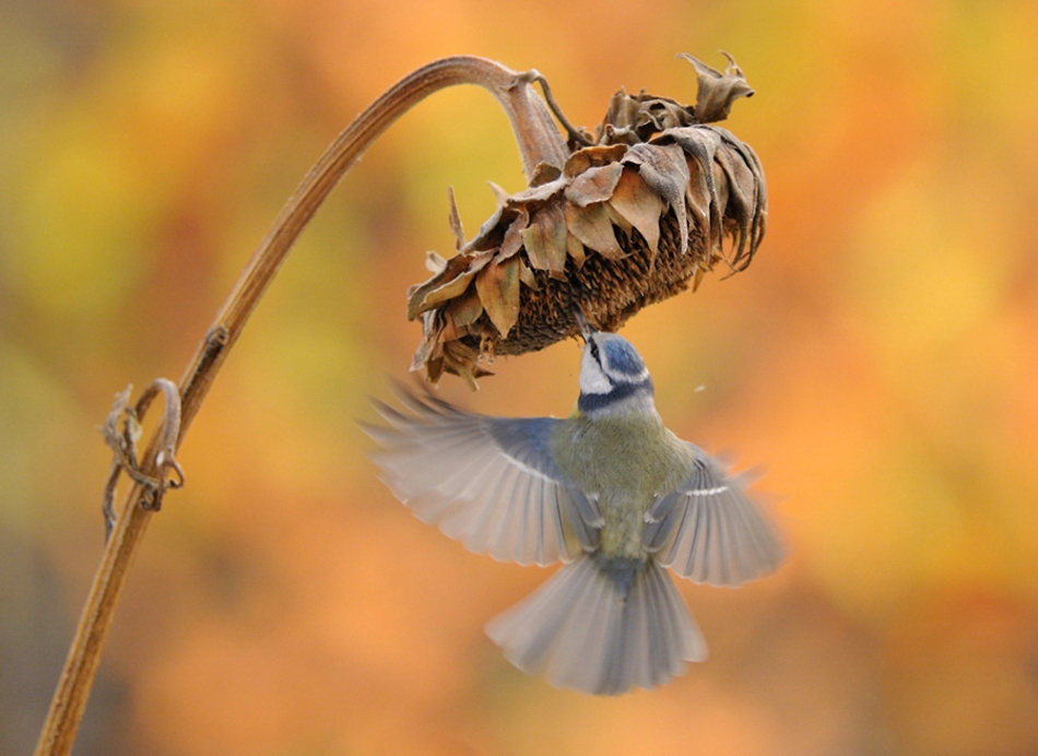 The world of birds Radoslav Tsvetkov 15