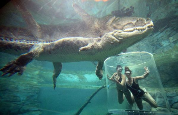 Экстремальный аттракцион Crocosaurus Cove в Австралии