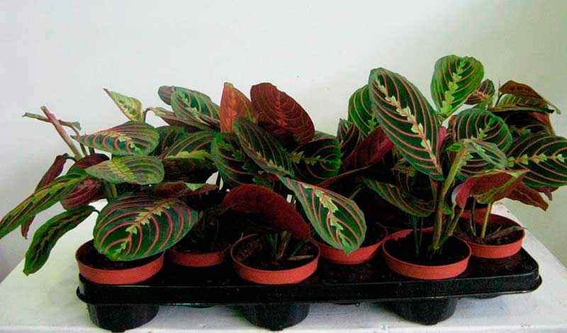 Комнатное растение Маранта (Maranta)