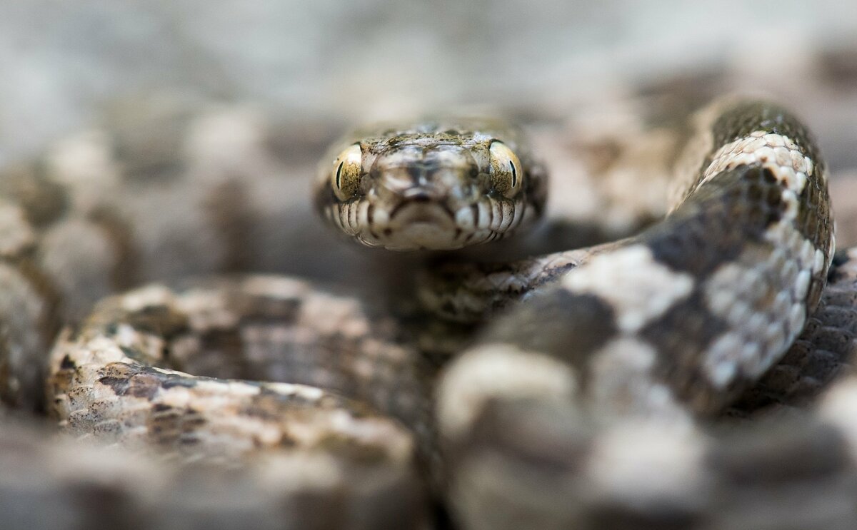 Кошачья змея. Фото: Мартин Попов