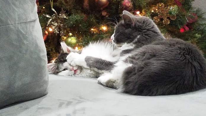 Без кота и жизнь не та