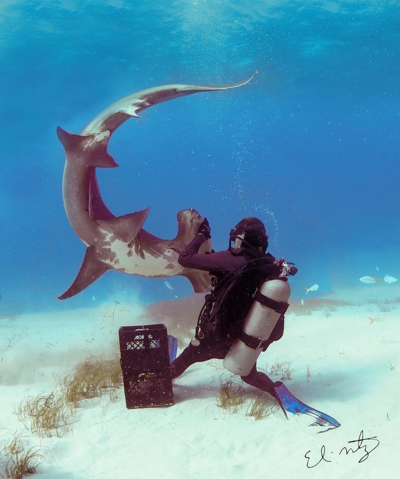 Дайвер «танцует» вместе со своей подругой — 300-килограммовой тигровой акулой акула, в мире, вода, дайвер, под водой, природа, танец