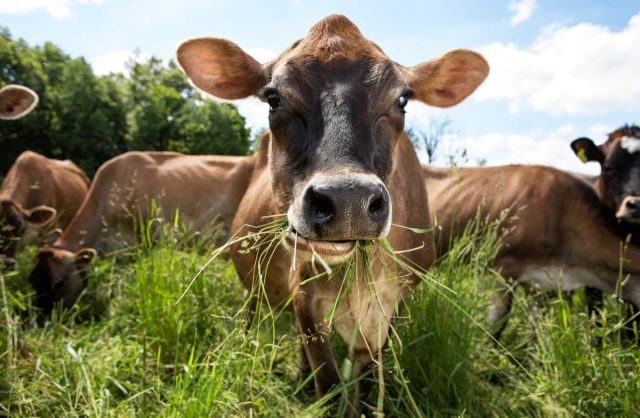 Удивительные факты о коровах, которые вы не знали коров, могут, коровы, животных, около, бурёнки, людей, которые, способны, животные, всего, скота, может, также, рогатый, много, поэтому, отпечатки, видят, Коровы