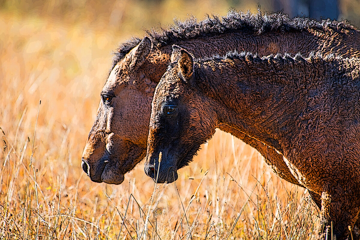 Редкие породы лошадей-кучерявая порода для сильных холодов