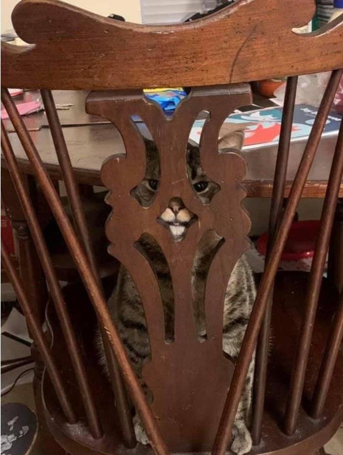 12 котов, которые разбавили серые будни своих хозяев 