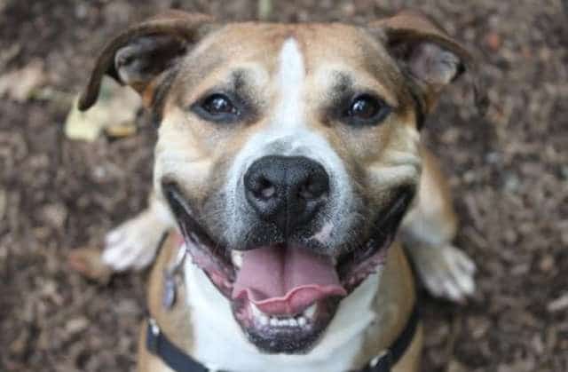 пёс улыбается