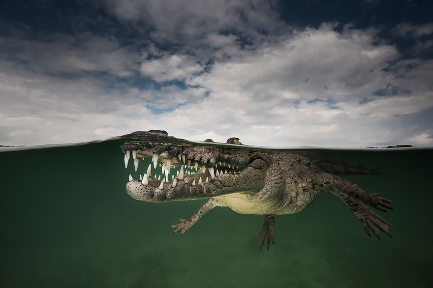 split-shot-half-submerged-over-under-water-photography-8__880