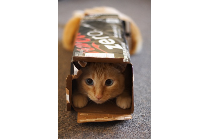 Коробки для кошек сродни психотерапии. Прячась под диван или залезая в шкаф, животное пытается засесть в засаду — как делали дикие предки. Если усатый долго не может скрыться из виду, он испытывает психологический стресс