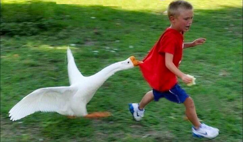 В гостях у бабушки: 20 самых смешных фото про малышей в деревне