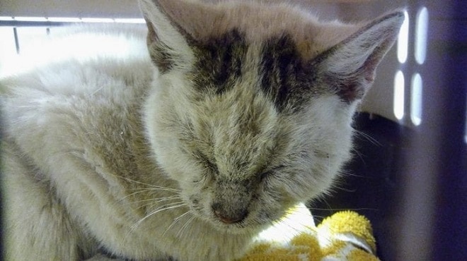 Грязный кот