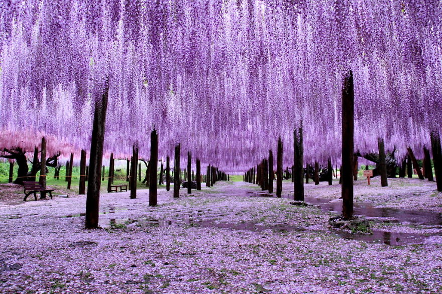 В Японии расцвело дерево размером с небольшую ферму - зрелище завораживает поездка,страны,туризм