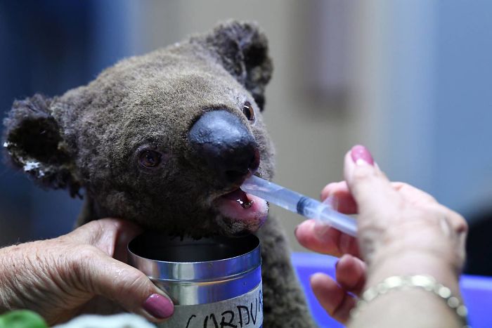 Вот как в Австралии спасают животных