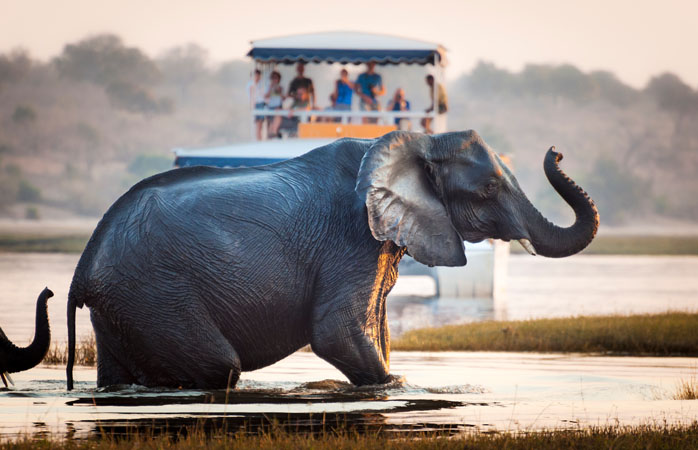 Слон переходит реку в Ботсване