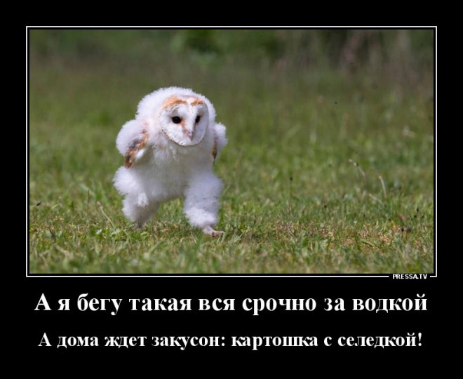 Свежая коллекция юмора для отличного настроения Свежая коллекция юмора для отличного настроения