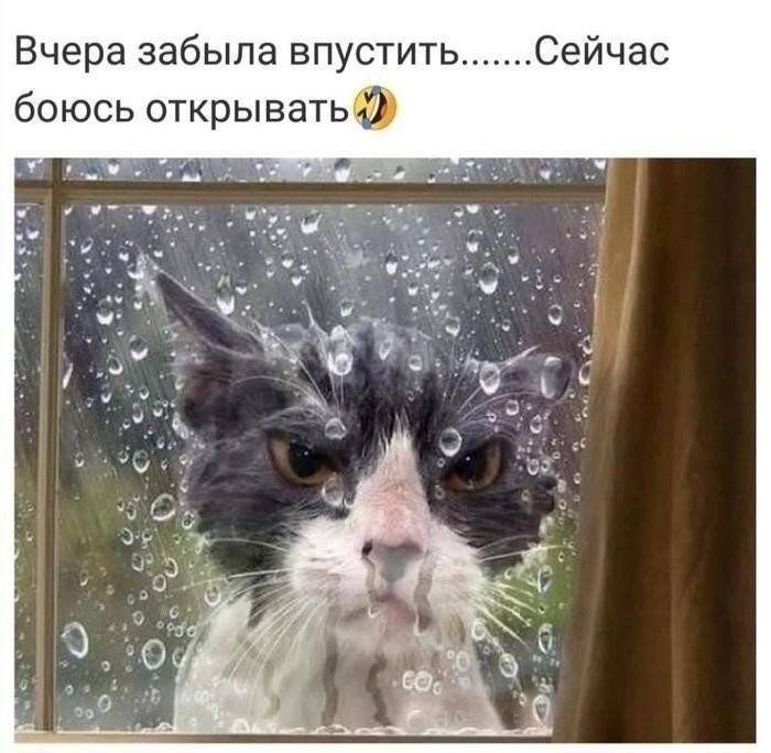 Муркотушки! демотиваторы,животные,позитив,Смешные животные