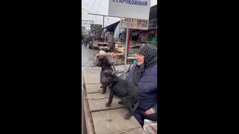 Video: Клип @donetskdnr_vk