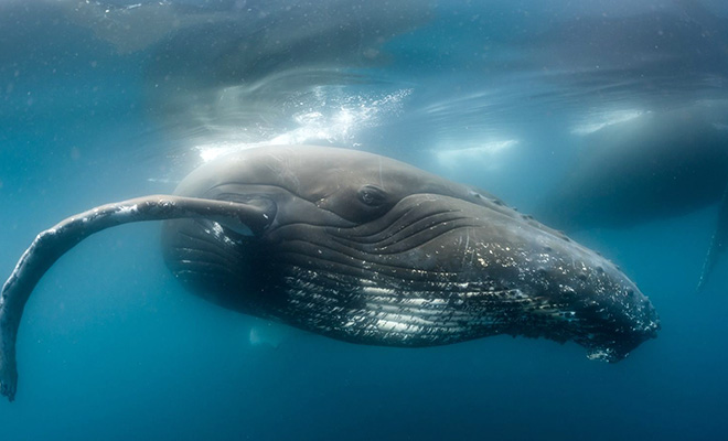Туристы в круизе засняли на видео передвижение 1000 китов одновременно. Ученые пытаются понять причины объединения