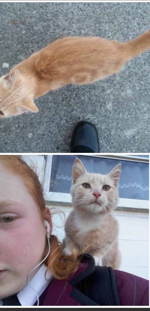 Без кота и жизнь не та