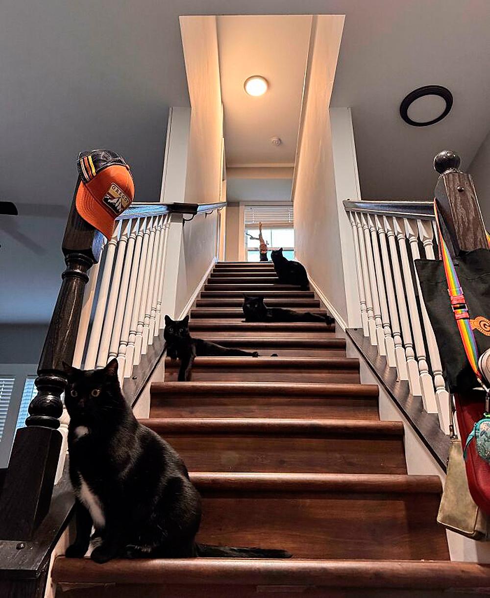 Очень смешные коты, которые собрались на совещание  evergreen,format-article,noindex,Развлечения