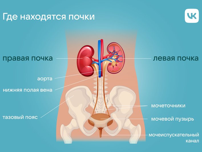 Где находятся почки у человека: схема расположения, симптомы болезни и методы профилактики почек, почечной, которые, может, нужно, недостаточности, почки, можно, могут, других, находятся, человека, почечных, крови, только, чтобы, болезни, числе, важно, хронической