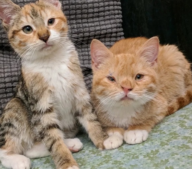 Необычные коты