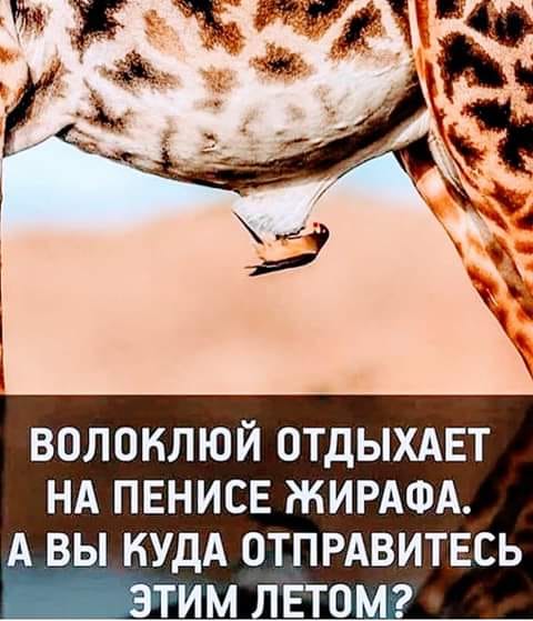 У мужика был огромный попугай. И вот у этого попугая стал загибаться кончик клюва... монашка, спрашивает, говорит, монашку, мужик, жизнь, мужика, сестра, водки, попугай, вспомните, машине, Доктор, можно, Мужик, можешь, смотрит, снова, разврата, знает