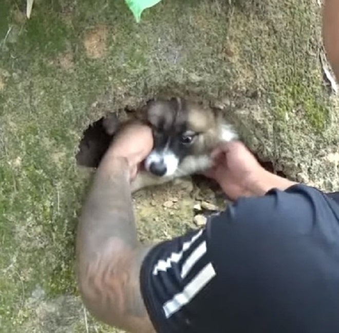 Собака и руки