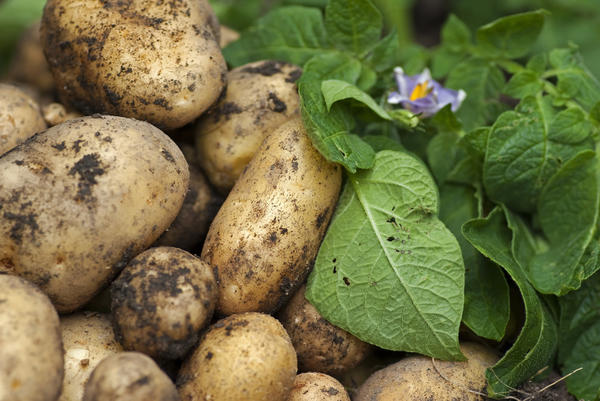 Картофель - незаменимый продукт на каждом столе Картофель - незаменимый продукт на каждом столе