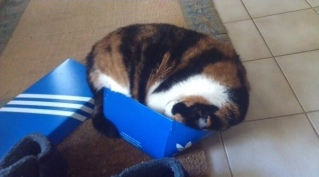 Коты и коробочки