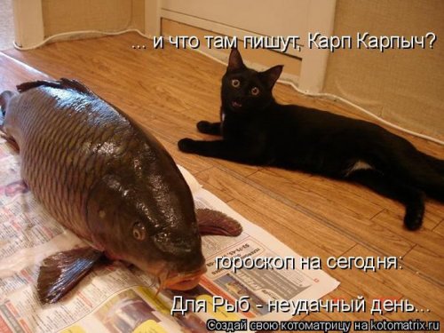 Свежая котоматрица (29 фото)