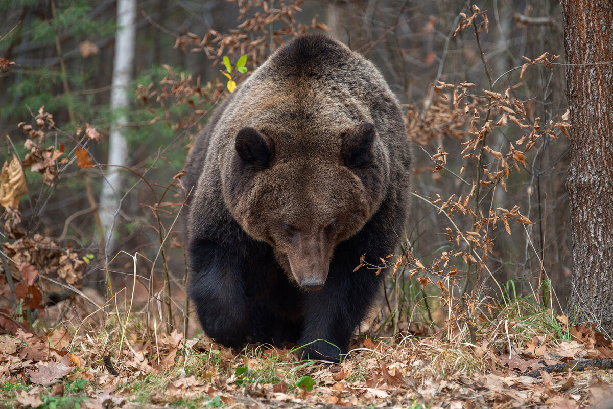 9 поступков бурого медведя, которые могут удивить начинающих зоологов
