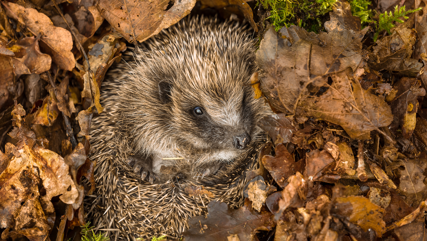 ТЕПЛО ЛИ ЕЖУ В ИГОЛКАХ?